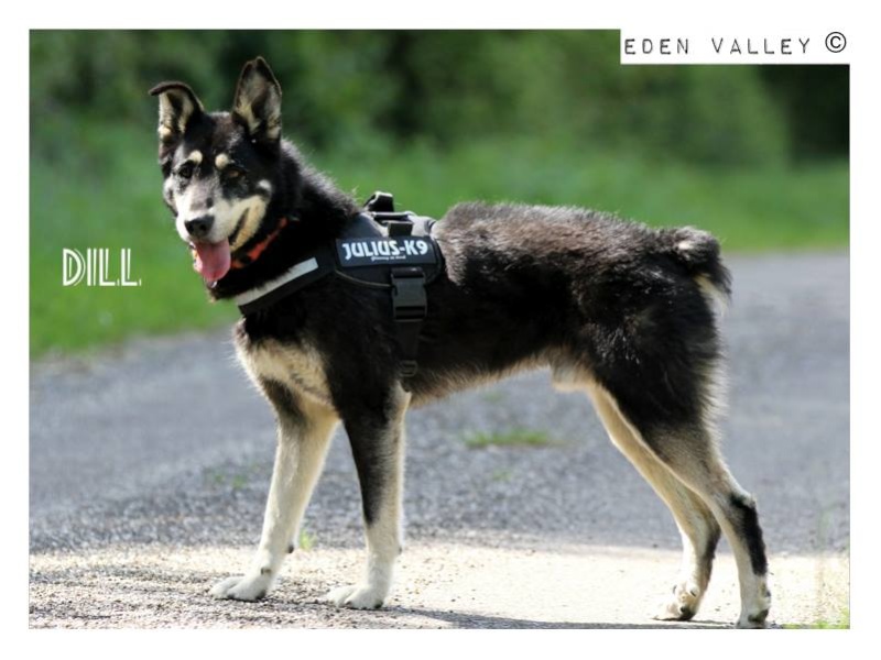 DILL X HUSKY né en 2007 (m) EDEN VALLEY ASSO39 - Page 3 11329810