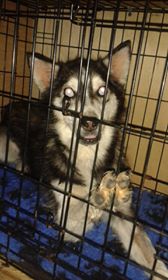 Maya, type Husky (f) ROUMANIE ADOPTEE 11377210