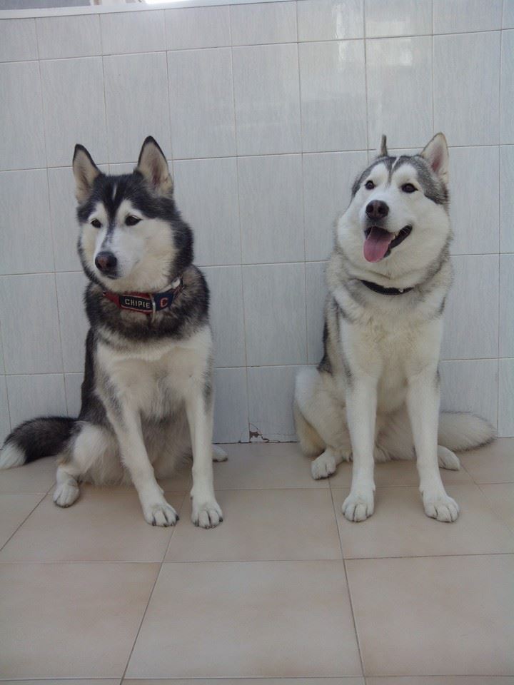 Rubia husky sauvée de l'euthanasie,PAS DE CHATS NEE 12/2005/REFU ESPAGNE ADOPTEE - Page 6 15109010