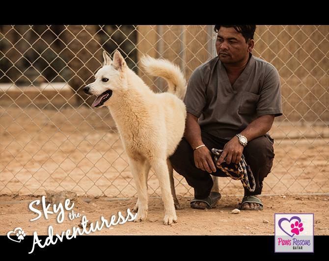 Sky, type Husky samoyède 2 ans ok congénères REFUGE DU QATAR 15386210