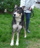 Zyon  x Husky 4 ans  12/02/2010./ dynamique joueur REFU44  ADOPTE 165x2010