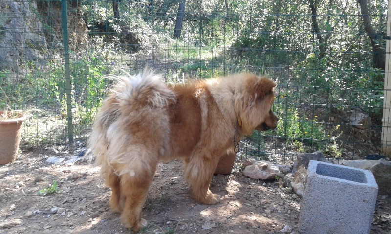 Gerchi, Chow chow (f) 8 ans sauvée d'un mouroir en Espagne ASSO77 ADOPTEE - Page 2 20140611