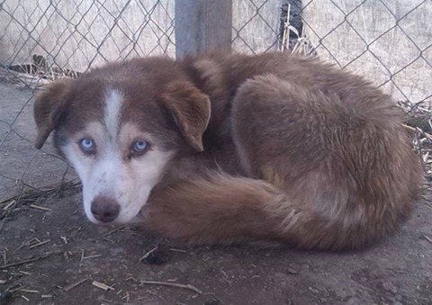 Croisé Husky chocolat yeux bleus (f) 6 ans ROUMANIE 21982_10