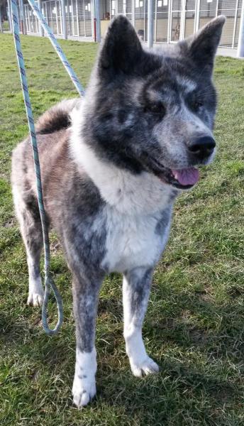 Kenji, Akita inu (m) 12/2007 bringé pas de chats REFU80 ADOPTE 303010