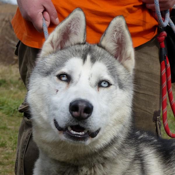 CIRIUS Husky (m) 08/2012  REFU77 ADOPTE Cirius13