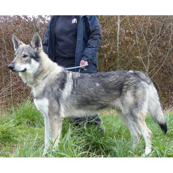 GARROW,chien-loup tchécoslovaque (m) 09/2013 REFU77 ADOPTé Garou_14