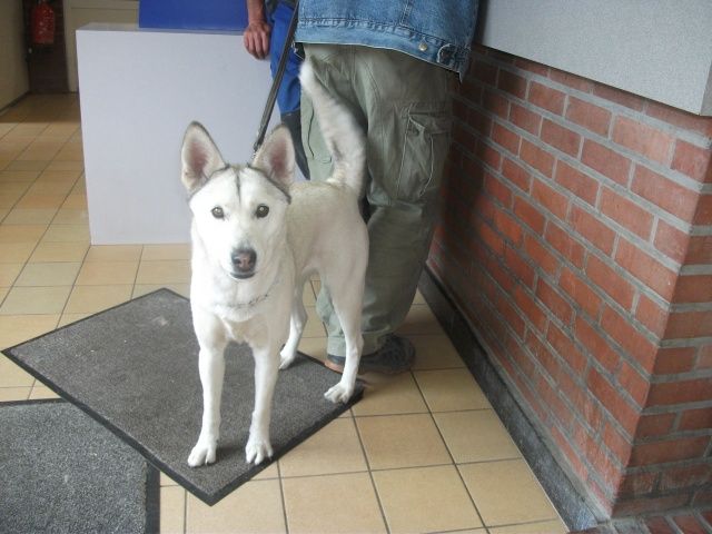 Dayka  x husky (f) 4 ans 7 mois REFU BELGIQUE  ADOPTEE I1083311