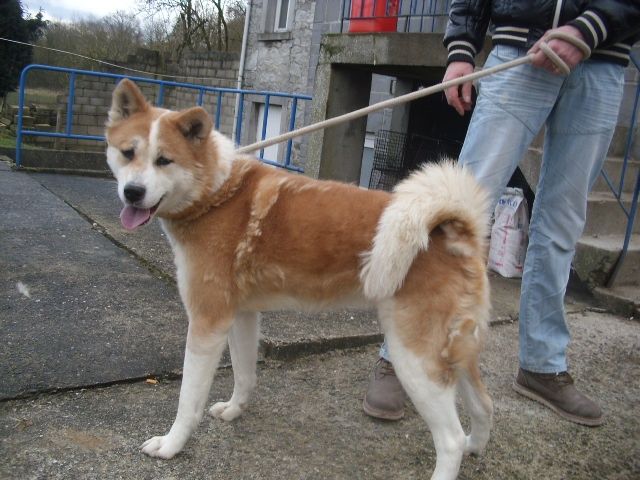 Kenza, Akita inu (f) 4 ans 6 mois pas de chats ASSO44 I3011310