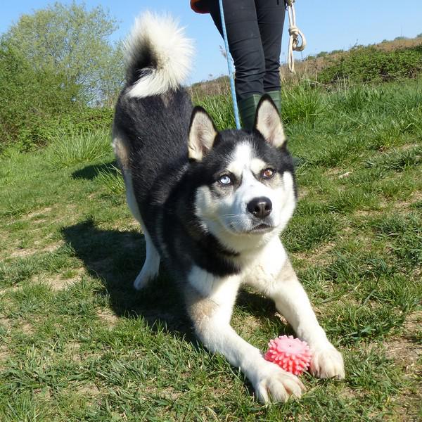 ICE , Husky (m) 03/2013 jeune beau sociable REFU77  ADOPTE Ice_2_10