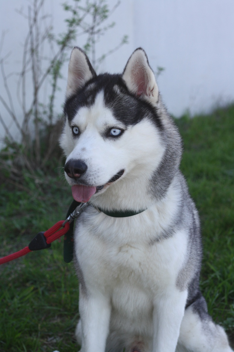 Ioda, Husky noir et blanc (m) 01/04/2013 REFU85 ADOPTE Ioda10