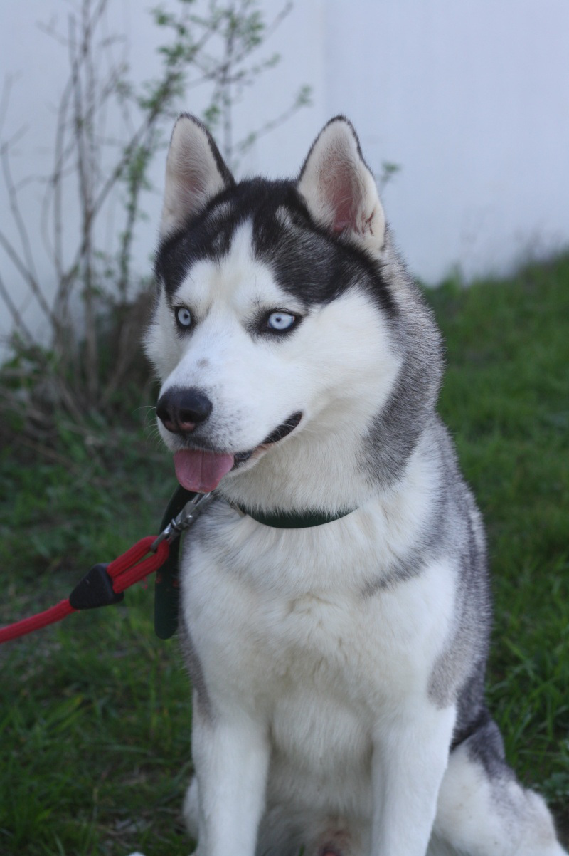 Ioda, Husky noir et blanc (m) 01/04/2013 REFU85  ADOPTE Ioda10