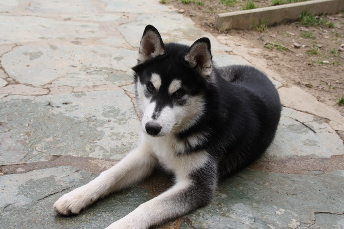 Jazz husky (m) 28.09.2014/sociable et jeune REFU SUISSE  ADOPTE Jazz110