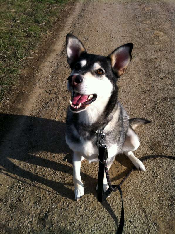 Kenzo, Croisé husky castré né en 05/2008 - REFU54 Kenzo_11