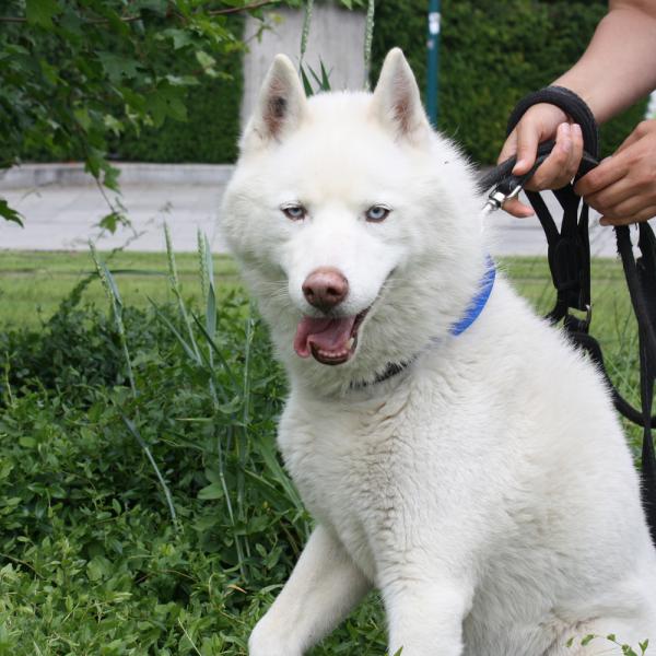 LIUBOV'S magnifique husky blanc (m) sauvetage 01/2002 REFU92 ADOPTE Liubov11