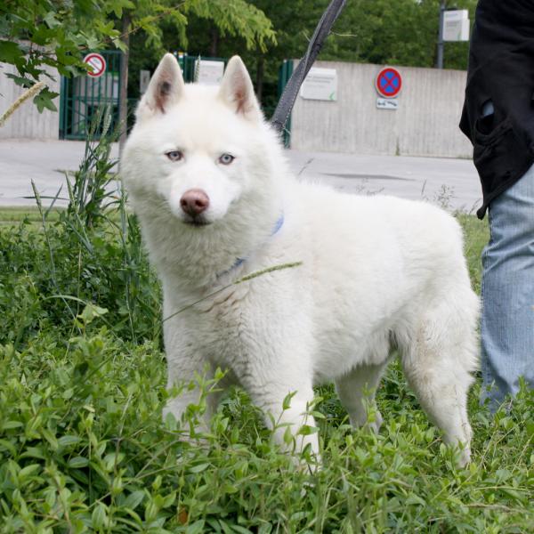 LIUBOV'S magnifique husky blanc (m) sauvetage 01/2002 REFU92 ADOPTE Liubov12