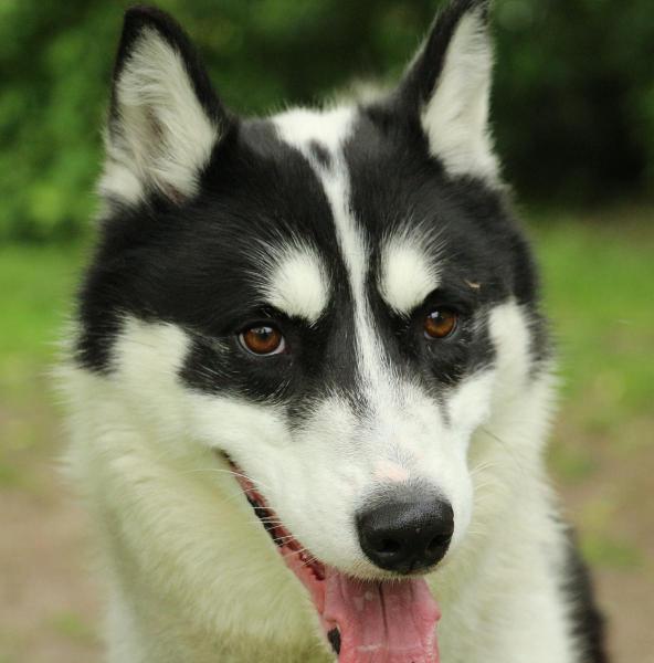 SHADOW Husky (m) noir et blanx 03/2013 REFU78 Shadow10