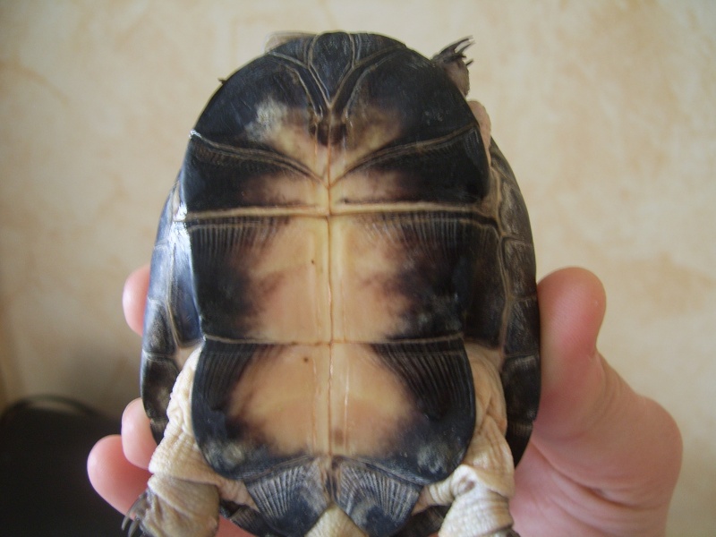 Identification de tortue svp Tortue10