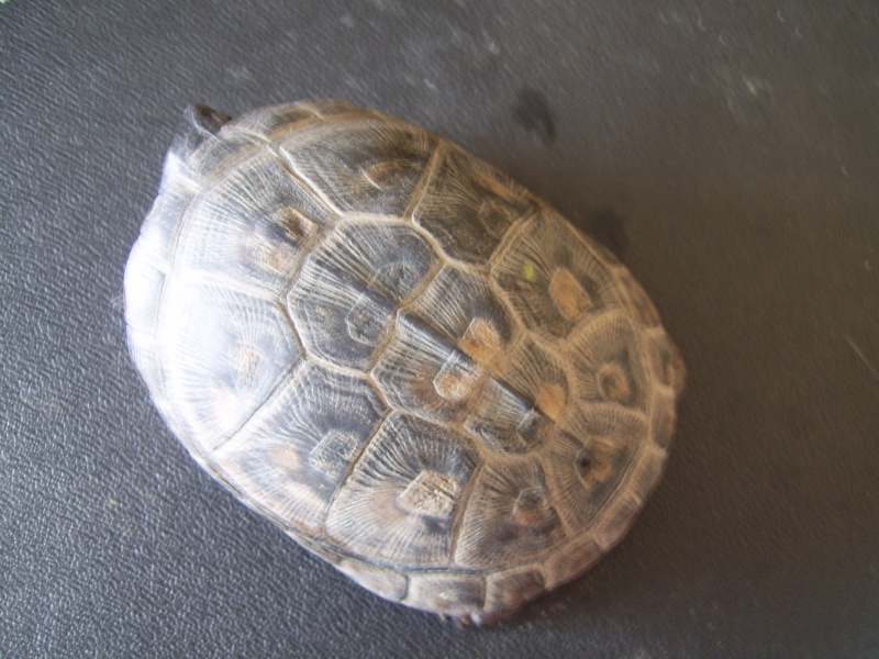 Identification de tortue svp Tortue12