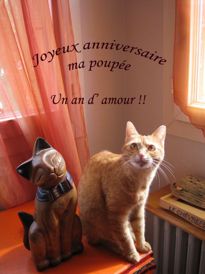 Les anniversaires de nos minous - Page 3 Img_7111