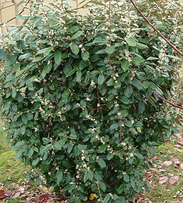 Arbustes à feuillage persistant qui fleurissent en hiver Dsc02010