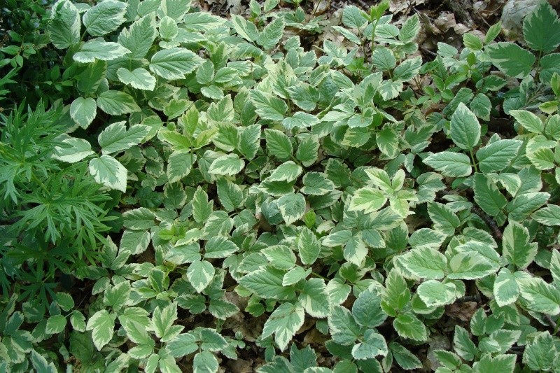 Aegopodium podagraria variegatum - herbe aux goutteux - Herbe_10