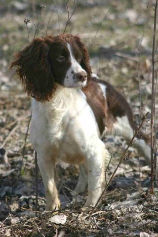 Springer spaniel da seguita Nichit10