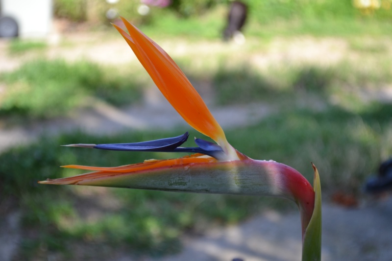 strelitzia - Floraison ..." inattendue" 7_avri15