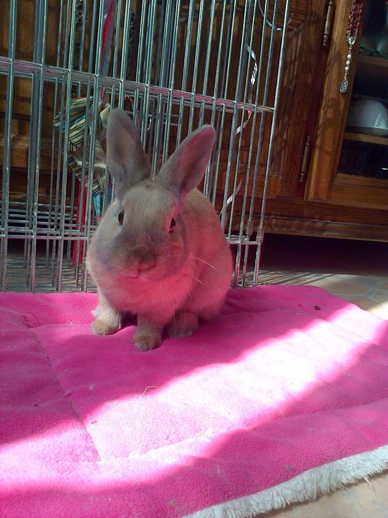(ADOPTE) Skippy lapin mâle roux né en avril 2014 (59) Association Poil de Carotte Img-2033