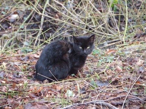 Nos chats de 2015 Virgul10