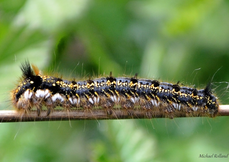 Chenille d'Euthrix potatoria Chenil10