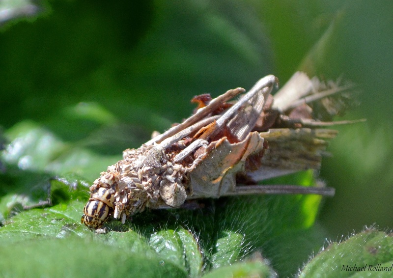 [Psychidae] Chenille dans un fourreau de bois? Chenil13