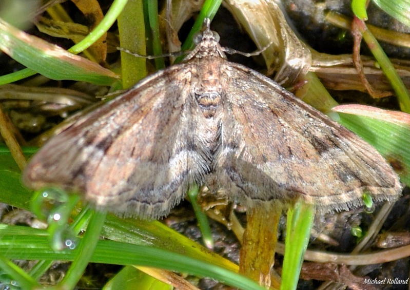 Problème d'identification , Gymnoscelis rufifasciata Papill11