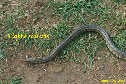 serpents de Haute-Garonne Escala12