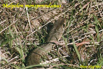 serpents de Haute-Garonne Malpol11