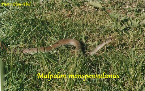 serpents de Haute-Garonne Malpol12