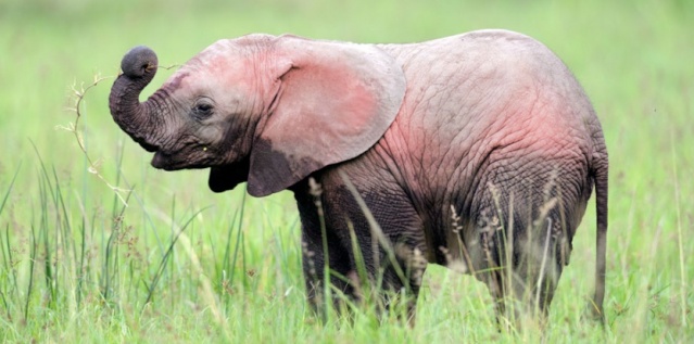 Un éléphant rose découvert en Afrique du sud 13849610