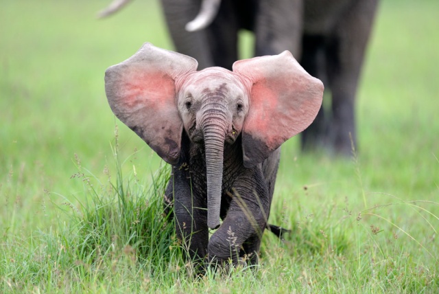 Un éléphant rose découvert en Afrique du sud 13849611