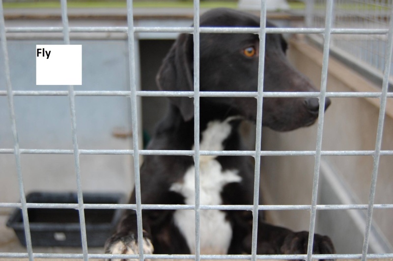 urgence - FLYy - x labrador 6 ans  (qui deprime et se mutile) de Spa de Dunkerque - Spa de Saint Georges sur L'Aa (59)  10379810