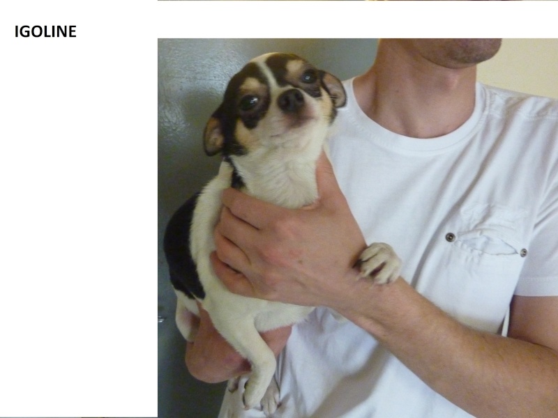 IGOLINE chihuahua 2 ans - F Igolin11