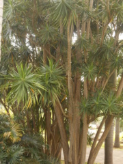 Le parc des palmiers, Trois Mares, La Réunion Dscn7112