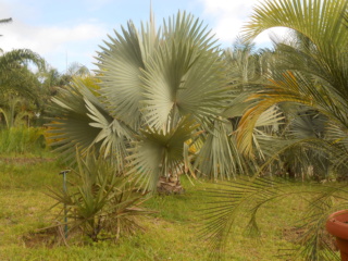 Le parc des palmiers, Trois Mares, La Réunion Dscn7116
