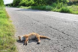 Un renard mort sur le bord de la route  Renard10