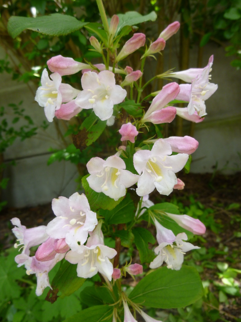 Résultats de nos échanges sur Jardin Passion  - Page 19 P1070531