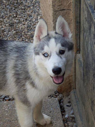 Urgent Jaly femelle Husky 10 mois ASSO Belgique GARDER PAR SES PROPIETAIRES 10628010