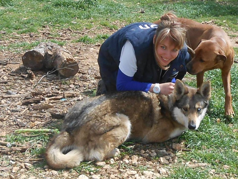 JO et JENA, Chien-loup tchèque X Husky, frere et soeur 2011 REFU13 11130110