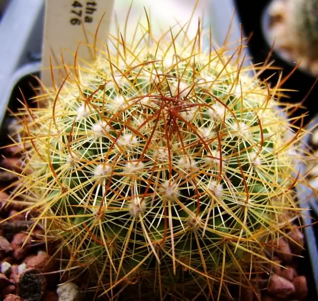 Mammillaria fuscata 302o2z10