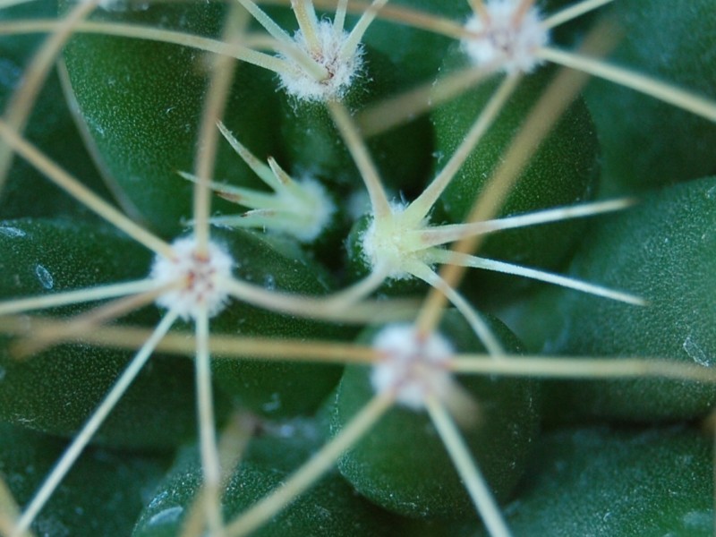 Mammillaria uberiformis 3538-211