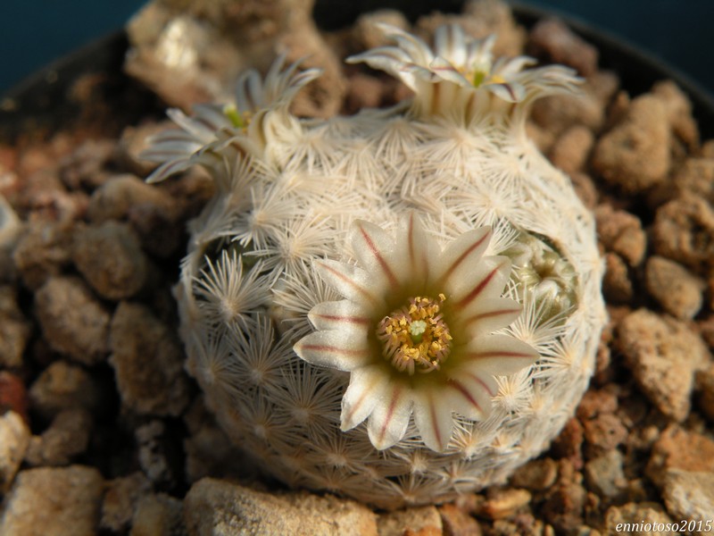 Mammillaria lasiacantha Egregi10