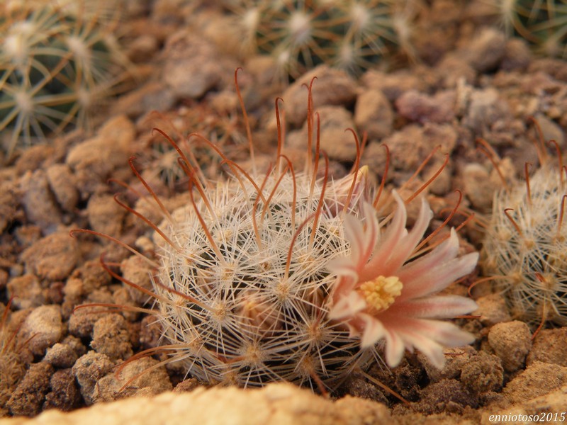 mammillaria in Vado Ligure (Italia) Lasiac10