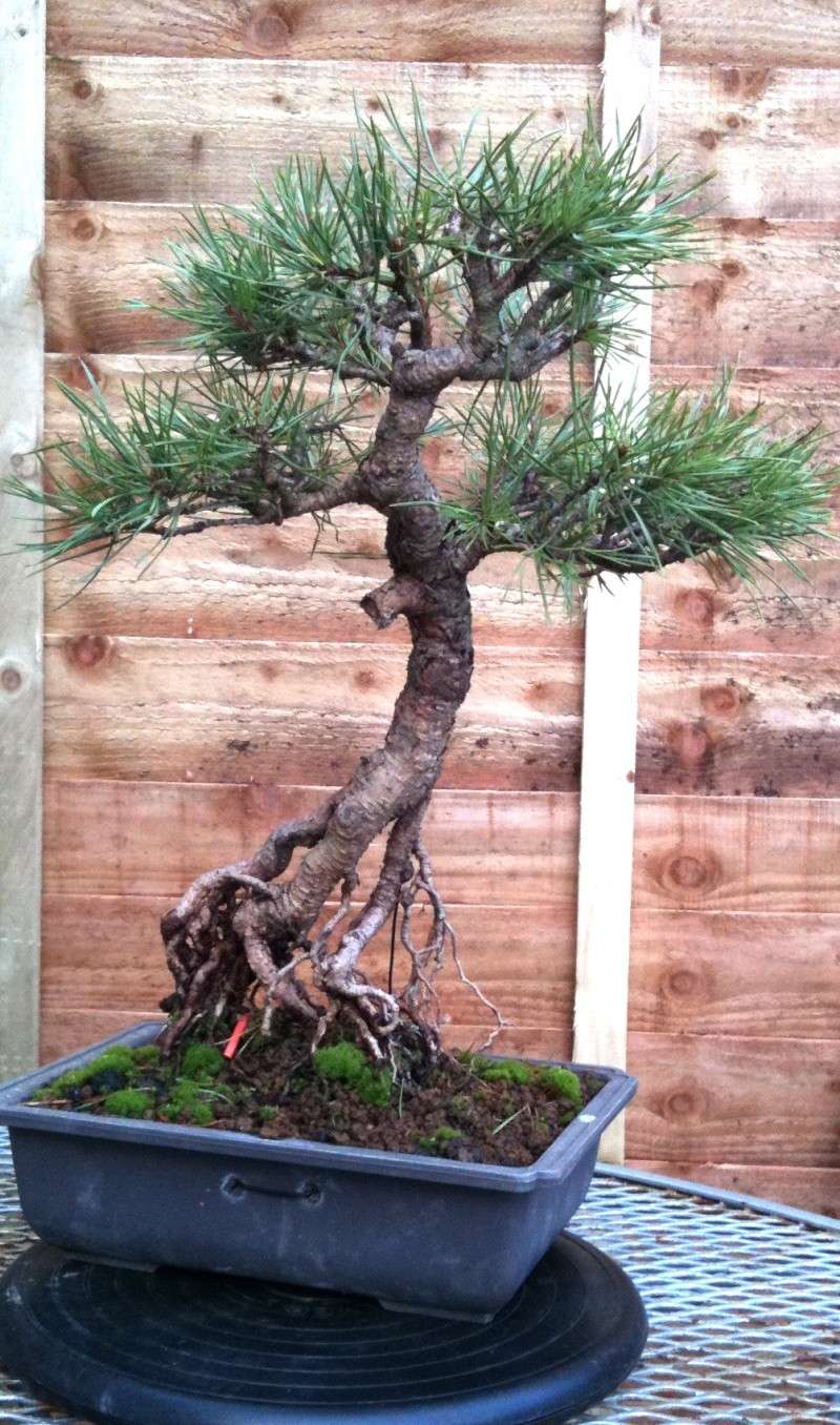 Scots Pine: Surgery Required? Img_0011